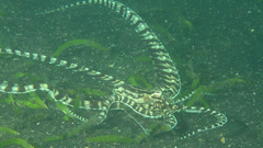 Thaumoctopus mimicus