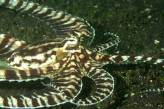 Thaumoctopus mimicus