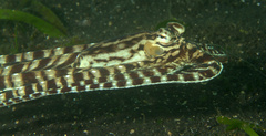 Thaumoctopus mimicus
