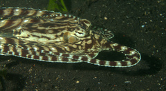 Thaumoctopus mimicus