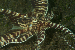 Thaumoctopus mimicus