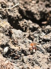 Platyarthrus hoffmannseggii