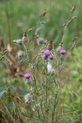 Cirsium vulgare