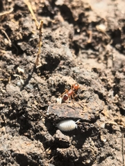 Platyarthrus hoffmannseggii