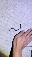 Pareas margaritophorus