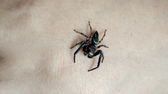 Thiania bhamoensis