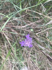 Scabiosa triandra