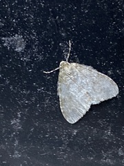 Epirrita dilutata