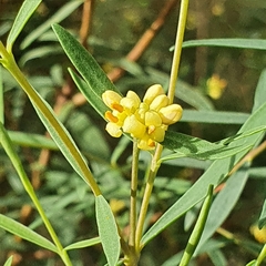 Pimelea neoanglica