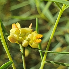 Pimelea neoanglica