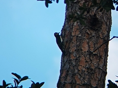 Sphyrapicus thyroideus