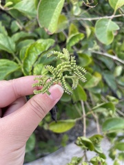 Heliotropium sarmentosum