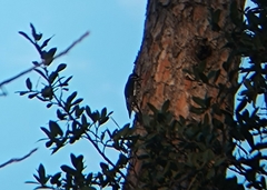 Sphyrapicus thyroideus