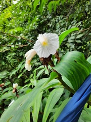 Costaceae