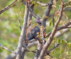 Streptopelia senegalensis senegalensis