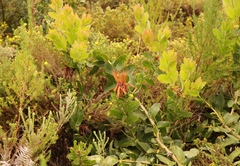 Protea aurea aurea