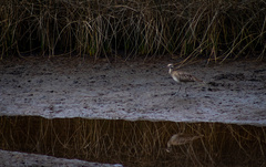 Numenius phaeopus phaeopus