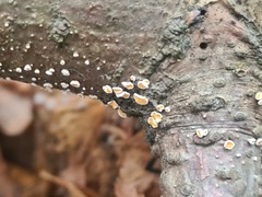 Aleurodiscus amorphus