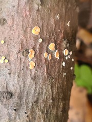 Aleurodiscus amorphus