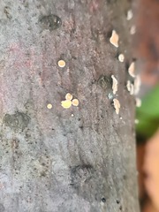 Aleurodiscus amorphus