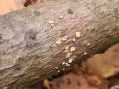 Aleurodiscus amorphus