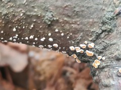 Aleurodiscus amorphus