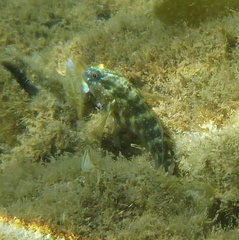 Asterropteryx semipunctata