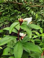 Costaceae