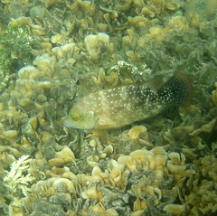 Cheilinus chlorourus