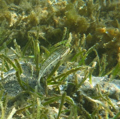 Valenciennea longipinnis