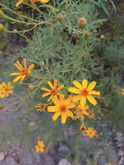 Tagetes palmeri