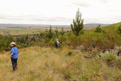Pinus