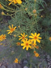 Tagetes palmeri