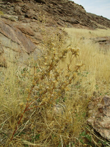 Image of Dicoma tomentosa by no rights reserved
