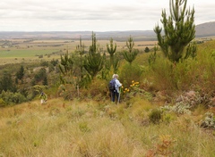 Pinus