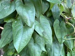 Dioscorea alata