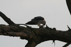 Elanus caeruleus caeruleus