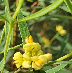 Pimelea neoanglica