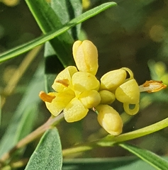 Pimelea neoanglica
