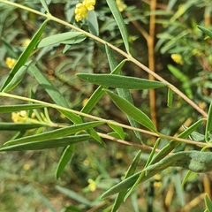Pimelea neoanglica
