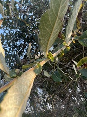 Salix hookeriana