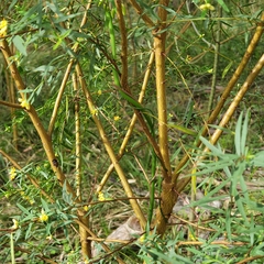 Pimelea neoanglica