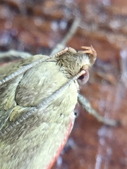 Phaeosaces coarctatella