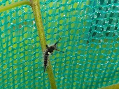 Lymantriinae