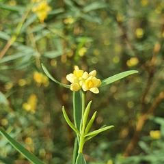 Pimelea neoanglica