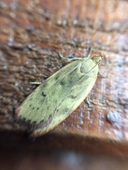 Phaeosaces coarctatella
