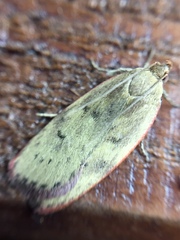 Phaeosaces coarctatella