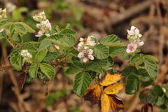 Rubus rigidus