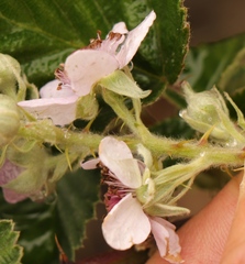 Rubus rigidus