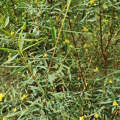 Pimelea neoanglica